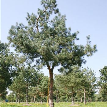 PSGL_Sol_baum_7xv_200-300x50-60x500-600_STH230_G_WI_2_10_05_06_11448.jpg