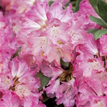 Rhododendron yakushimanum 'Sneezy'