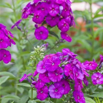 Phlox paniculata 'The King'