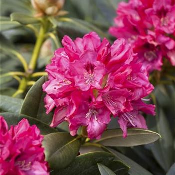 Rhododendron yakushimanum 'Sneezy'