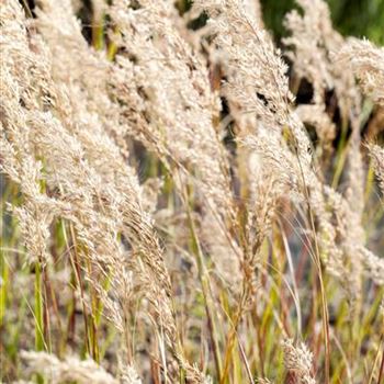 Stipa calamagrostis