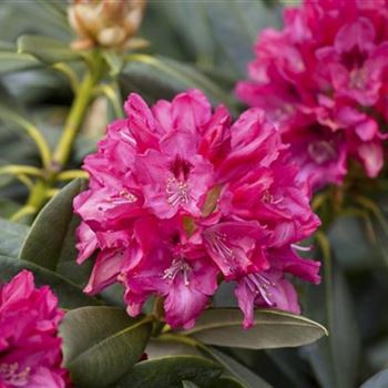 Rhododendron yakushimanum 'Sneezy'