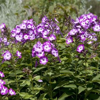 Phlox paniculata 'Wilhelm Kesselring'