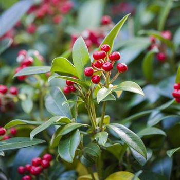 Skimmia japonica