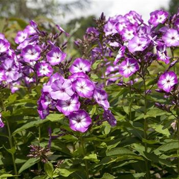 Phlox paniculata 'Wilhelm Kesselring'