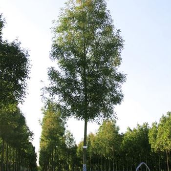 FARA_Sol_baum_5xv_200-300x30-35x500-700_G_ESCH825_30_07_08_24573.jpg