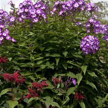 Phlox paniculata 'Wilhelm Kesselring'