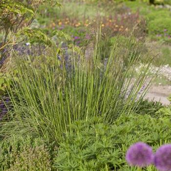 Stipa gigantea