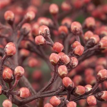 Skimmia japonica