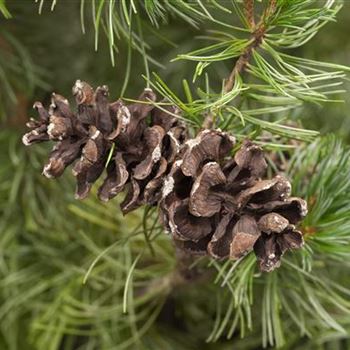 Pinus parviflora 'Tempelhof'