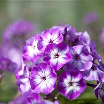 Phlox paniculata 'Wilhelm Kesselring'