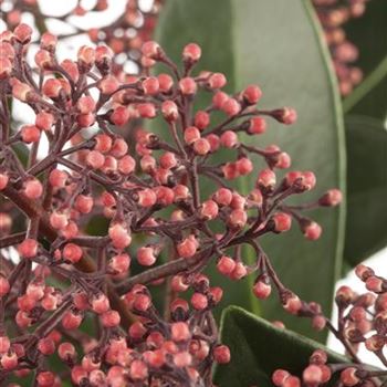 Skimmia japonica