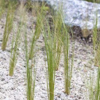 Stipa pennata