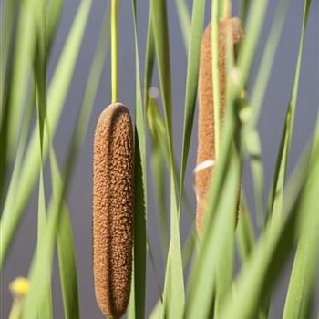 Typha latifolia