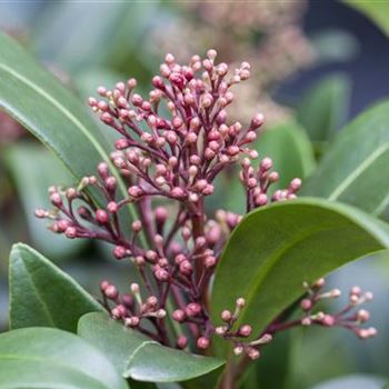 Skimmia japonica