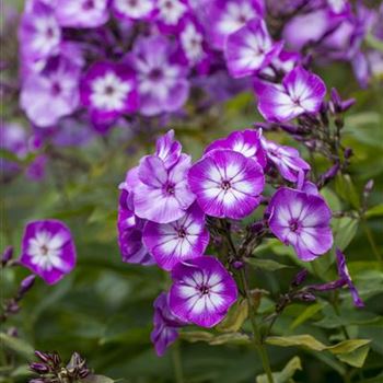 Phlox paniculata 'Wilhelm Kesselring'