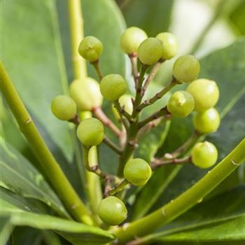 Skimmia japonica