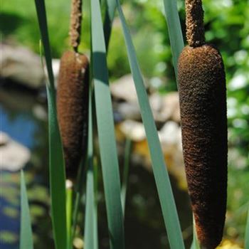 Typha latifolia