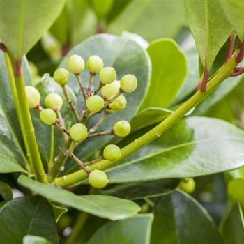 Skimmia japonica