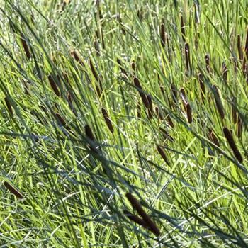 Typha latifolia