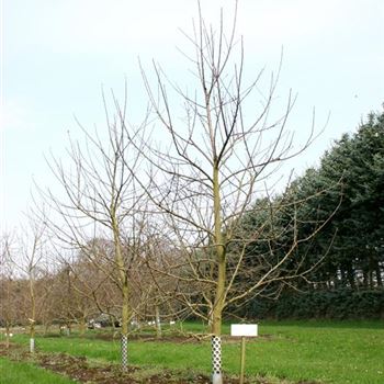 APFEL_Sol_4xv_Br150-200xHoe300-350_OH_HO1153_3_19_04_06_10790.jpg