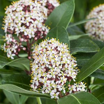 Skimmia japonica