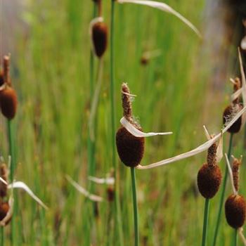 Typha minima