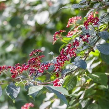 Viburnum lantana