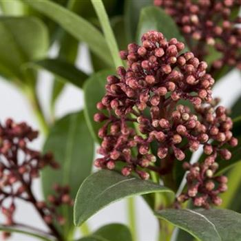 Skimmia japonica 'Rubella'