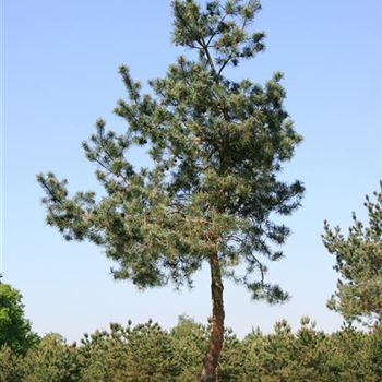 PSGL_Sol_baum_7xv_STU50-60_Kr_br_200-300_Ges_hoe_500+_STH220_G_WI_03_05_07_17610.jpg