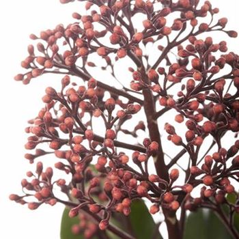 Skimmia japonica 'Rubella'