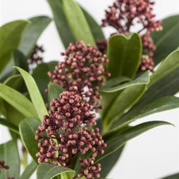 Skimmia japonica 'Rubella'