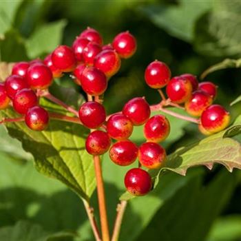 Viburnum opulus