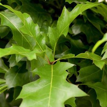 Quercus palustris 'Green Dwarf'