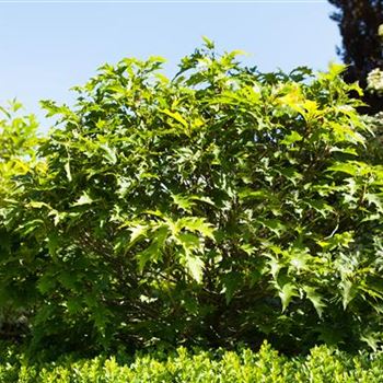 Quercus palustris 'Green Dwarf'