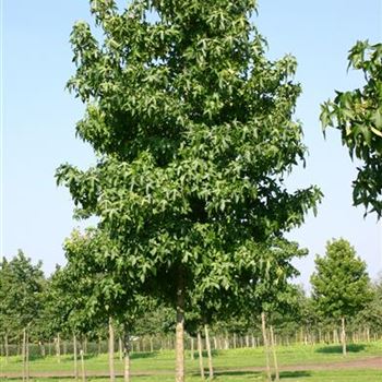 LST_Sol_baum_4xv_150-200x25-30x400-500_R_OLT1054_2_19_09_05_4234.jpg