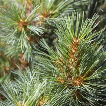 Pinus strobus 'Macopin'