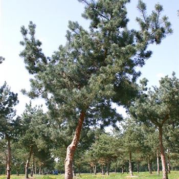 PSGL_Sol_baum_7xv_200-300x50-60x-500-600_STH220_G_WI_10_05_06_11451.jpg