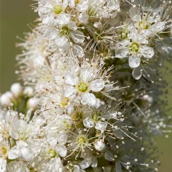 Sorbaria sorbifolia