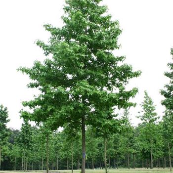 LST_Sol_baum_5xv_200-300x25-30x500-700_R_BRU1009_16_06_06_12072.jpg