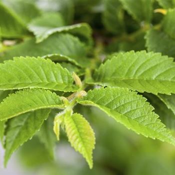 Ulmus x hollandica 'Jacqueline Hillier'