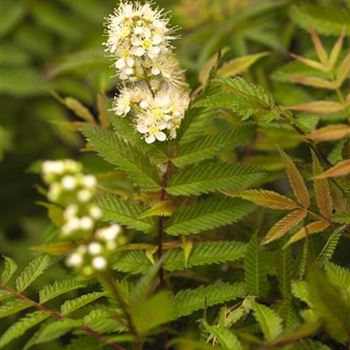 Sorbaria sorbifolia 'Sem'(s)