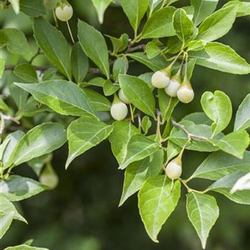 Styrax japonicus