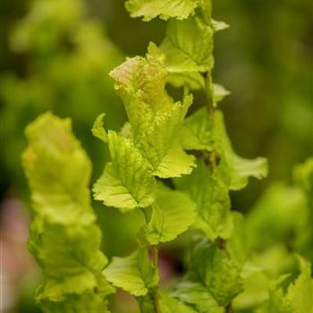 Ulmus x hollandica 'Wredei'