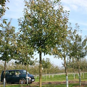 APFEL_Sol_baum_5xv_150-200x25-30_OH_DI191_13_10_04_2929.jpg