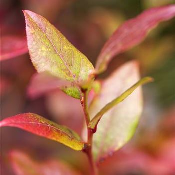 Vaccinium corymbosum 'Bluecrop'