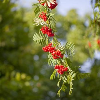 Sorbus aucuparia