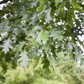 Quercus rubra