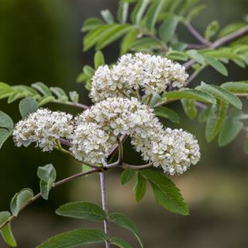 Sorbus aucuparia