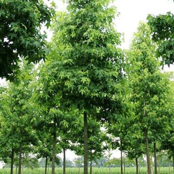 LST_Sol_baum_5xv_200-300x30-35x500-700_R_GE-HM1090_11_07_07_18931.jpg